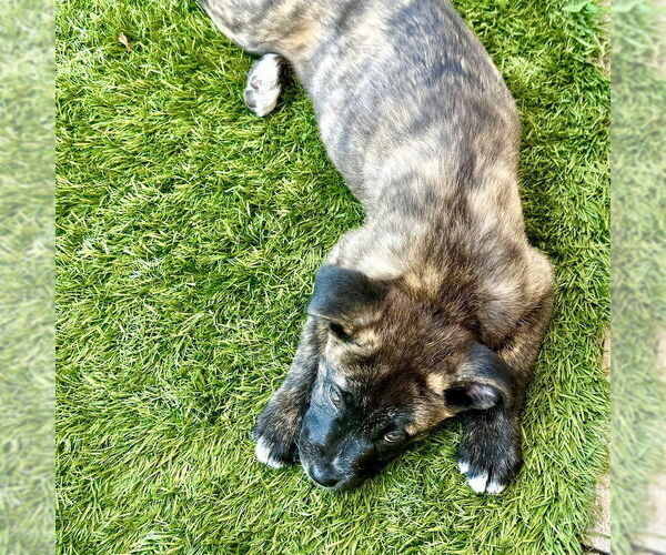 Medium Photo #3 American Staffordshire Terrier-Unknown Mix Puppy For Sale in San Juan Capistrano, CA, USA