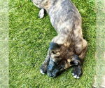 Small #2 American Staffordshire Terrier Mix