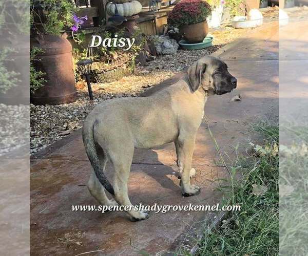Medium Photo #7 Mastiff Puppy For Sale in CABOOL, MO, USA