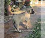 Daisy - Female Mastiff Puppy for Sale - Photo #7