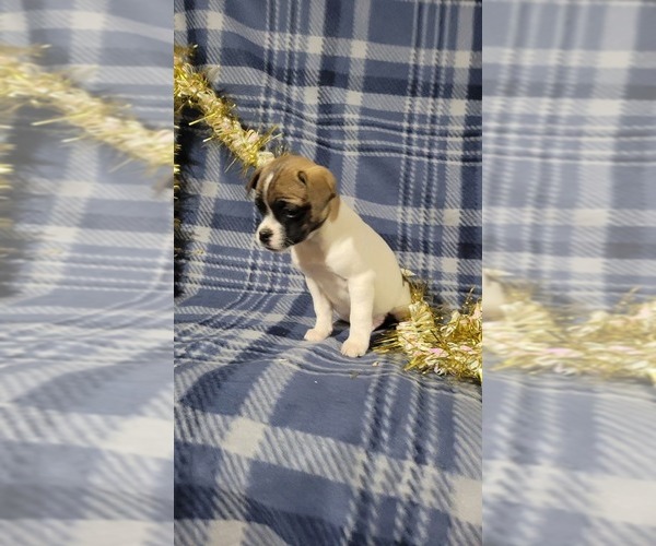 Medium Photo #3 Jug-Rat Terrier Mix Puppy For Sale in OWEN, WI, USA
