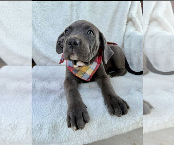 Medium Photo #1 Mutt Puppy For Sale in Goodyear, AZ, USA