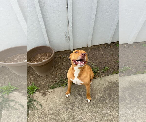 Medium Photo #2 American Staffordshire Terrier Puppy For Sale in Fremont, CA, USA