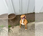 Small #1 American Staffordshire Terrier