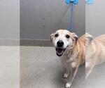 Small Carolina Dog Mix