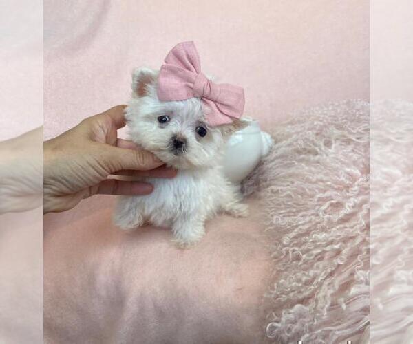 Medium Photo #11 Maltese Puppy For Sale in FORT LAUDERDALE, FL, USA
