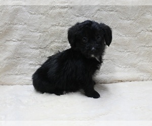 Pembroke Welsh Corgi-Poodle (Miniature) Mix Puppy for sale in FRESNO, OH, USA