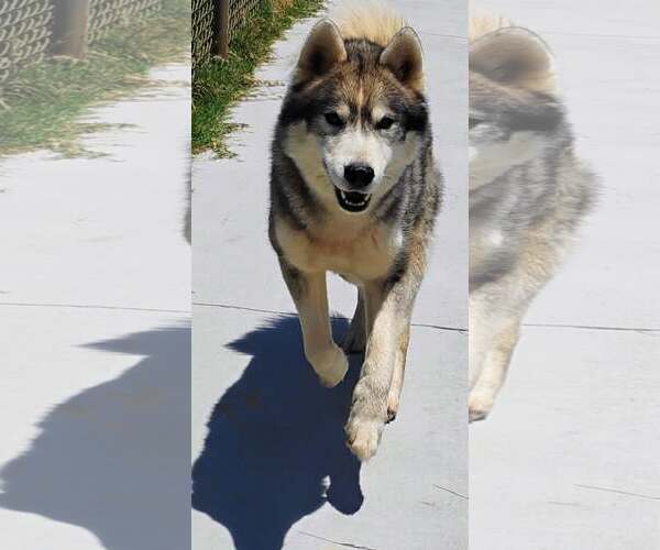 Medium Photo #2 Siberian Husky Puppy For Sale in Severn, MD, USA