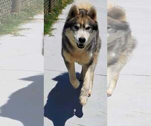 Glacier - Male Siberian Husky Dog for Adoption - Photo #2