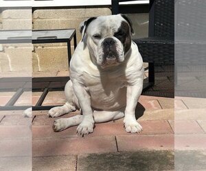 Chunk COURTESY POST - Male Bulldog-Unknown Mix Dog for Adoption - Photo #3
