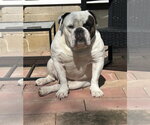 Small #2 Bulldog Mix