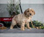 Small Photo #12 Poodle (Miniature) Puppy For Sale in WOLCOTTVILLE, IN, USA
