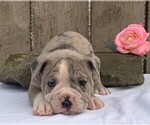Small Photo #1 Olde English Bulldogge Puppy For Sale in FREDERICKSBURG, OH, USA