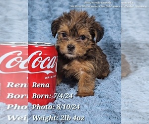 Shorkie Tzu Puppy for sale in TEMPE, AZ, USA