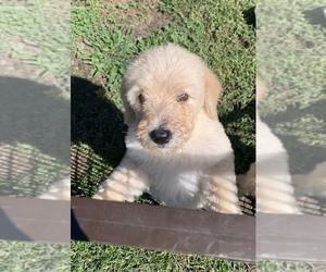 Labradoodle-Poodle (Standard) Mix Puppy for sale in DUNN, NC, USA