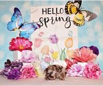 Small Photo #11 Chihuahua Puppy For Sale in CHARLESTON, AR, USA