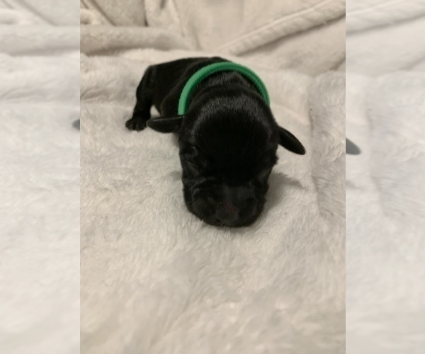 Medium Photo #2 Schnauzer (Miniature) Puppy For Sale in WINTERVILLE, GA, USA