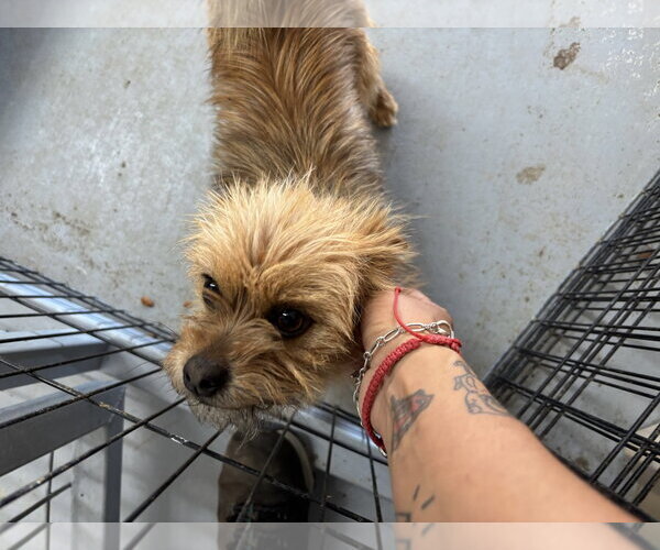 Medium Photo #4 Mutt Puppy For Sale in Grafton, WI, USA