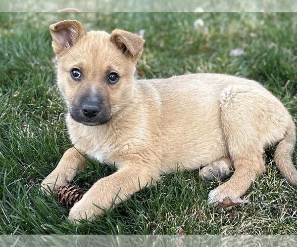 Medium Photo #2 German Shepherd Dog-Unknown Mix Puppy For Sale in MIDWAY, UT, USA