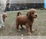 Small Photo #11 Labradoodle Puppy For Sale in ANACONDA, MT, USA