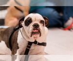 Small #1 Bulldog