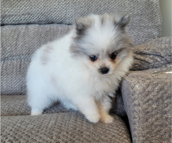 Medium Photo #3 Pomeranian Puppy For Sale in ORRVILLE, OH, USA