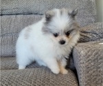 Small #2 Pomeranian