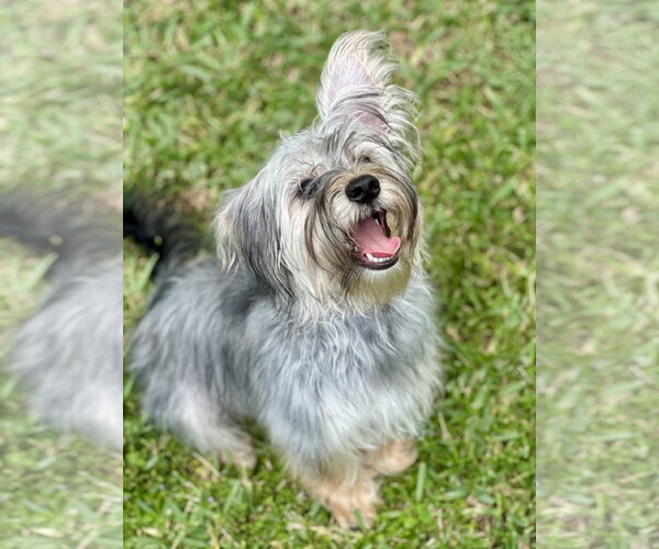 Medium Photo #1 Maltese-Unknown Mix Puppy For Sale in Valrico, FL, USA