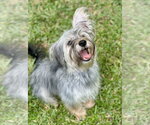 Thunder - Male Maltese-Unknown Mix Dog for Adoption - Small photo
