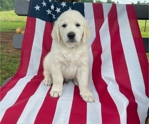 English Cream Golden Retriever Puppy for Sale in PROSPECT, Virginia USA