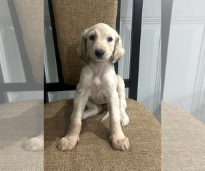 Afghan Hound Puppy for sale in SAN BENITO, TX, USA