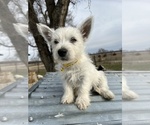 Small #19 West Highland White Terrier