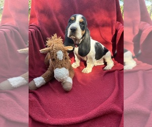 Basset Hound Puppy for sale in BENNINGTON, OK, USA