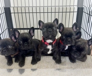 French Bulldog Litter for sale in LOS ANGELES, CA, USA