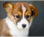 Small Photo #10 Pembroke Welsh Corgi Puppy For Sale in WAKARUSA, IN, USA
