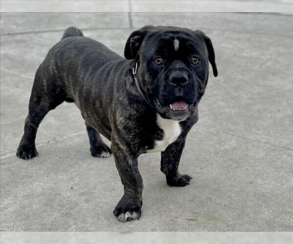 Medium Photo #1 Mutt Puppy For Sale in Martinez, CA, USA