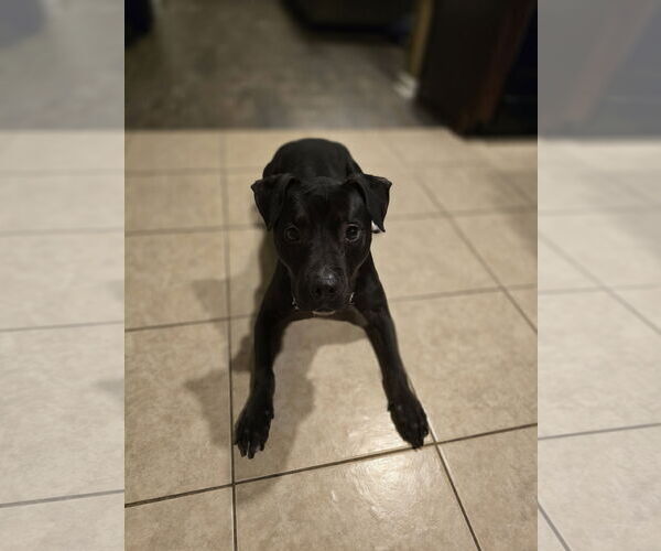 Medium Photo #10 American Staffordshire Terrier-Unknown Mix Puppy For Sale in Rosenberg, TX, USA