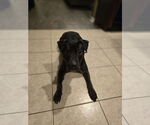 Small #9 American Staffordshire Terrier Mix