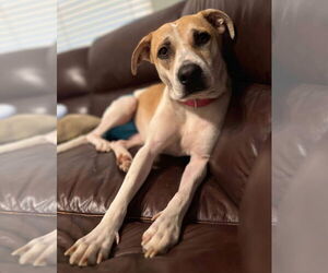 Medium Labrador Retriever Mix