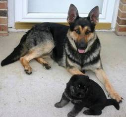 Mother of the German Shepherd Dog puppies born on 07/24/2017
