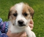 Small Photo #7 Jack Russell Terrier Puppy For Sale in IDAHO FALLS, ID, USA