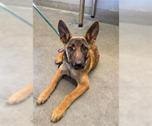 Mutt Dogs for adoption in Camarillo, CA, USA