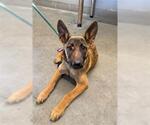 GALA - Female Mutt Dog for Adoption - Small photo
