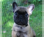 Small Photo #4 French Bulldog Puppy For Sale in SOLWAY, MN, USA