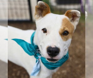 Mutt Dogs for adoption in San Antonio, TX, USA