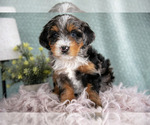 Small Photo #6 Bernedoodle (Miniature) Puppy For Sale in PARADISE, PA, USA