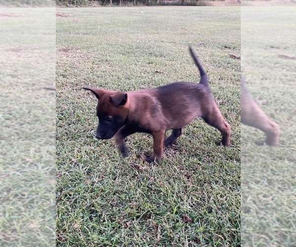 Medium Photo #3 Belgian Malinois Puppy For Sale in ROBERTSVILLE, MO, USA