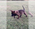 Litter of 4 - Female Belgian MalinoisLitter of Puppies for Sale - Photo #3