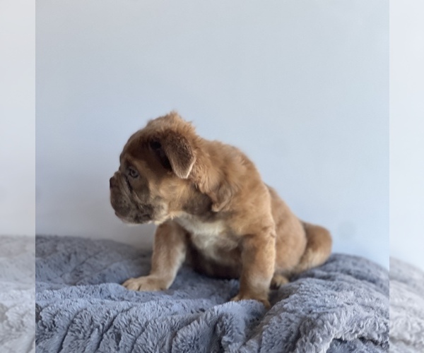 Medium Photo #2 Bulldog Puppy For Sale in LANCASTER, CA, USA