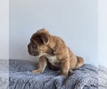 Sassy - Female Bulldog Puppy for Sale - Photo #2